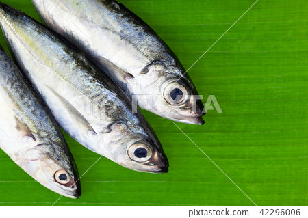 Selar crumenophthalmus ,Bigeye scad fish  42296006