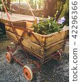 Platycodon balloon flowers in gardener carry cart 42296366