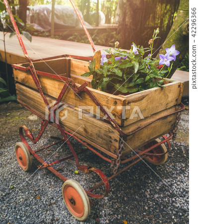 Platycodon balloon flowers in gardener carry cart 42296366