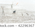 mangrove swamp shellfish, clam seafood harvesting 42296367
