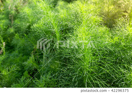 Asparagus racemosus or Shatawari,herb plant Asparagus racemosus or Shatawari,herb plant 42296375