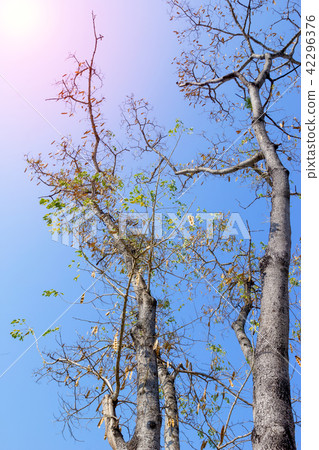 Albizia lebbeck tree Albizia lebbeck tree 42296376