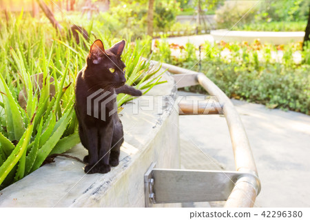 black cat in the garden black cat in the garden 42296380