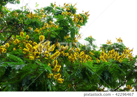 Peltophorum pterocarpum tree with white sky Peltophorum pterocarpum tree with white sky 42296467