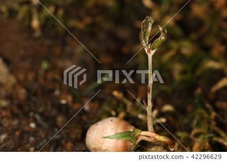 它是4月中旬的天然植物Ubaegashi的幼苗。真正的葉子出現在橡子的萌芽上 42296629