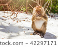 hungry long-tailed macaque monkey eating on beach 42297171