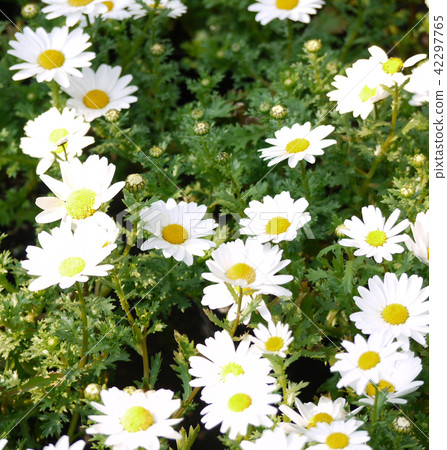 Presant seemsome gardening flowers Presant seemsome gardening flowers 42297765