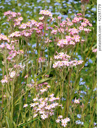 Helicrism · Cassiatum gardening flowers Helicrism · Cassiatum gardening flowers 42297779