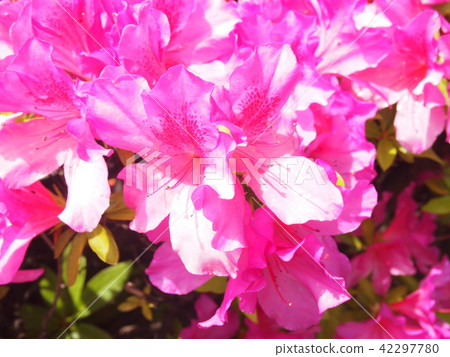Flowers in full bloom Flowers in full bloom 42297780