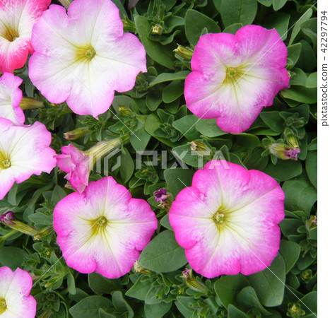 Petunia gardening flowers Petunia gardening flowers 42297794