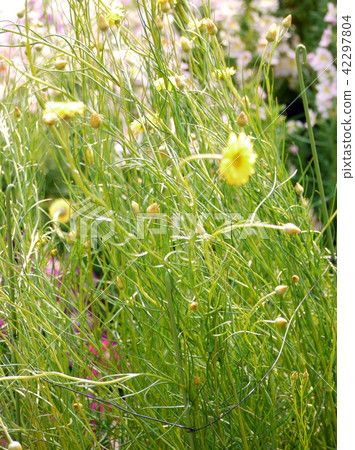 Paper Daisy Gardening Flower Paper Daisy Gardening Flower 42297804