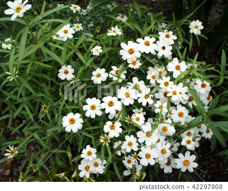 Housewas hymenopterous gardening flowers 42297808