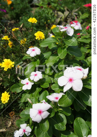 Pocheraka gardening flowers Pocheraka gardening flowers 42297816
