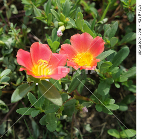 Pocheraka園藝花卉 42297818