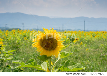 向日葵德島縣阿波Shotoshinji島 42297922