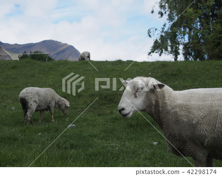 Sheep New Zealand 42298174