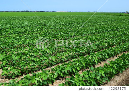 Soybean field 42298175