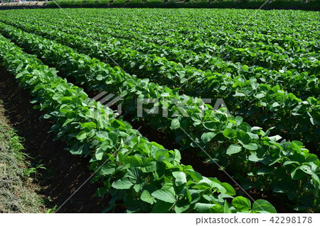 Soybean field Soybean field 42298178