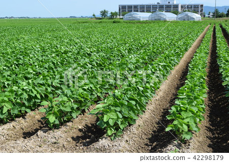 Soybean field Soybean field 42298179