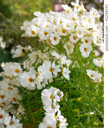 Menesia · Sun drop Gardening flowers 42298341