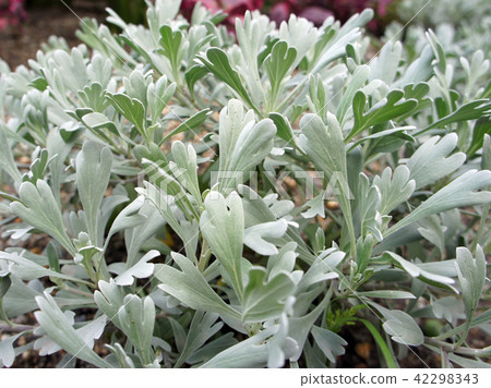 Mokubyakko gardening flowers Mokubyakko gardening flowers 42298343