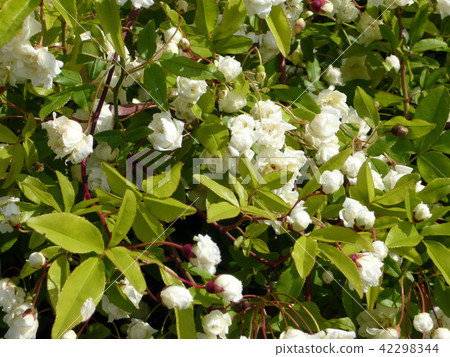 Mochobara gardening flowers Mochobara gardening flowers 42298344