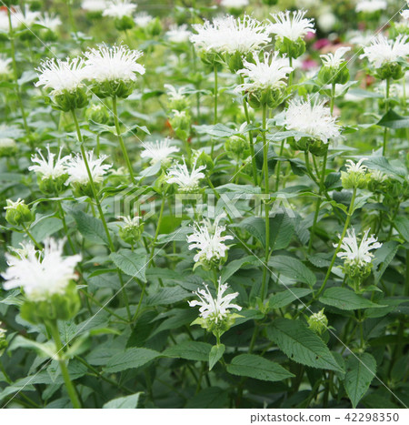 Montalza bergamot horticultural flowers 42298350