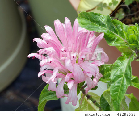 Sango bana Sango bana 42298555