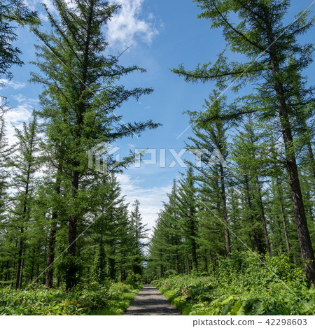 Fresh green larch forest Fresh green larch forest 42298603