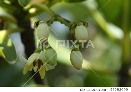 Natural plant Yaeyama hirugi, white flowers bloom in summer. It looks like a calyx that looks like a petal Natural plant Yaeyama hirugi, white flowers bloom in summer. It looks like a calyx that looks like a petal 42298609