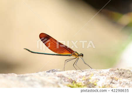 Miyama Kawatombo 42298635