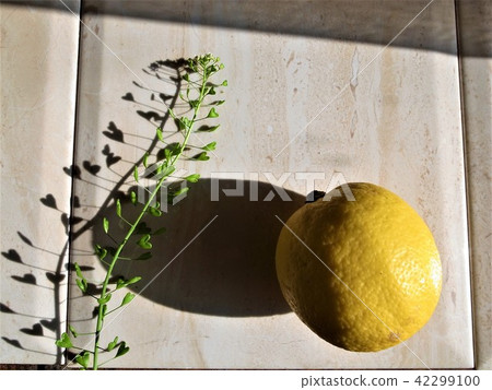 Lemon and Pepetusgrass Lemon and Pepetusgrass 42299100