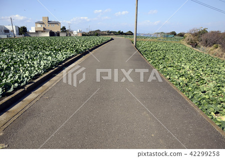 The way in the field The way in the field 42299258
