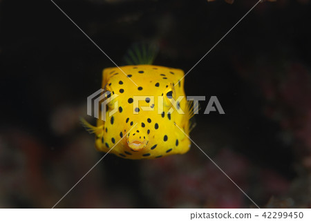 Minami Hako Hugo Huge Fish 42299450