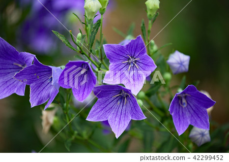 由翻譯提供支持 由翻譯提供支持 42299452