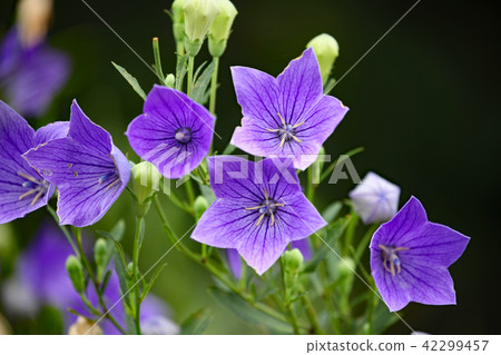 由翻譯提供支持 由翻譯提供支持 42299457