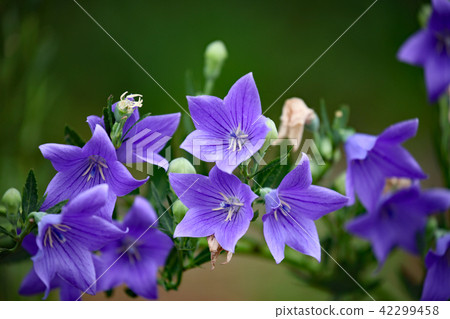 由翻譯提供支持 由翻譯提供支持 42299458