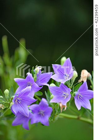 由翻譯提供支持 由翻譯提供支持 42299459