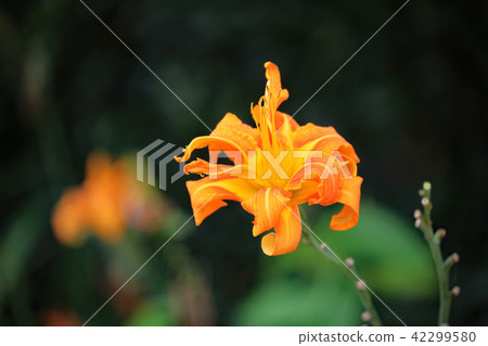 博宇草 博宇草 42299580