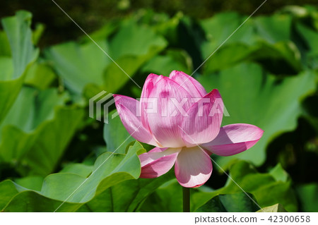 蓮花蓮花蓮花 42300658