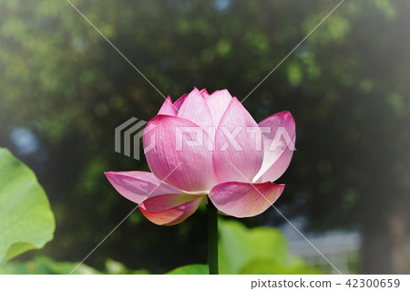 蓮花蓮花蓮花 蓮花蓮花蓮花 42300659