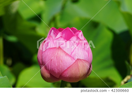 蓮花蓮花蓮花 42300660