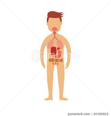Human gastrointestinal tract - schematic depiction of location of digestive parts in male body. Human gastrointestinal tract - schematic depiction of location of digestive parts in male body. 42300924