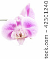 Phalaenopsis Pink white orchid flower in bloom 42301240