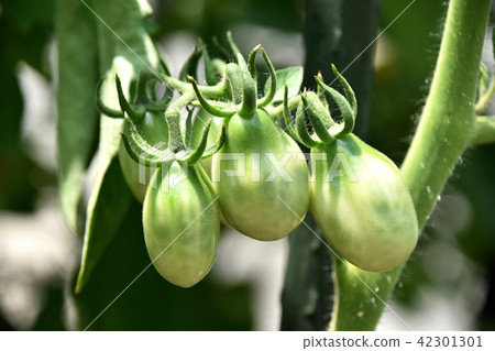 種植迷你番茄 42301301