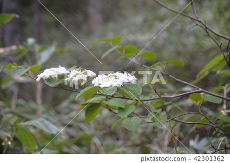 莢furcatum 42301362