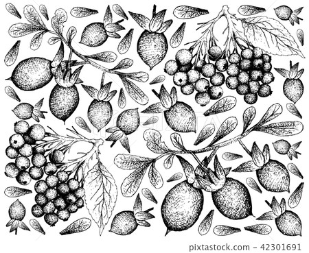 Elderberry and Diospyros Lycioides Fruits 42301691