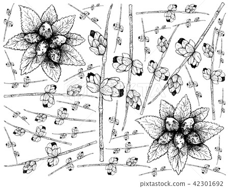 Dwarf Whitebeam and Ephedra Triandra Fruits Dwarf Whitebeam and Ephedra Triandra Fruits 42301692