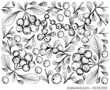 lueggea Virosa and Firethorn Berries Fruits 42301693