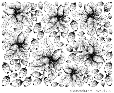 Cryptocarya Alba Fruits on White Background 42301700